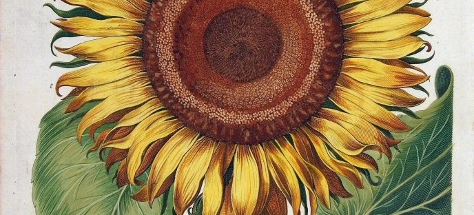 This amazingly detailed sunflower their 408 German printed image Nuremberg, was years People in Heritage ago – of Proud Germany For